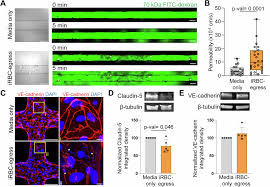 Attēlu rezultāti vaicājumam “Dianema depressum plasmodium”