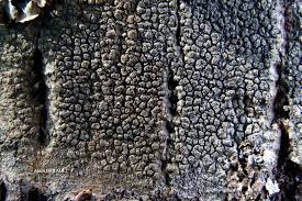 Attēlu rezultāti vaicājumam “Pertusaria pertusa”