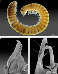 Attēlu rezultāti vaicājumam “Ommatoiulus vilnensis”