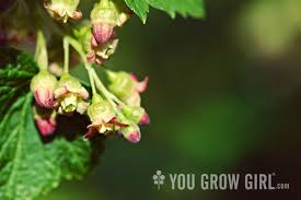 Attēlu rezultāti vaicājumam “Ribes nigrum flower”