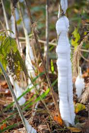 Attēlu rezultāti vaicājumam “Frost Flowers”