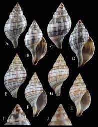 Image result for Cinctura hunteria