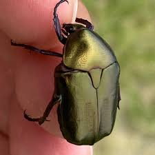 Attēlu rezultāti vaicājumam “Potosia cuprea imago”