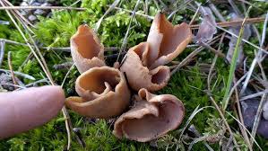 Attēlu rezultāti vaicājumam “Otidea bufonia”