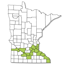 Image result for Ictiobus niger