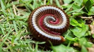 Attēlu rezultāti vaicājumam “Myriapoda”