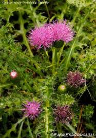 Attēlu rezultāti vaicājumam “Cirsium acaule leaf”