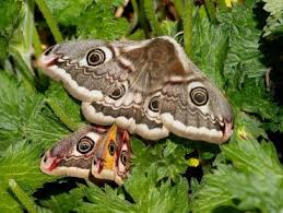 Attēlu rezultāti vaicājumam “Colostygia pectinataria female”