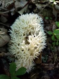 Attēlu rezultāti vaicājumam “Sebacina incrustans”