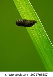 Attēlu rezultāti vaicājumam “Ceruchus chrysomelinus imago”