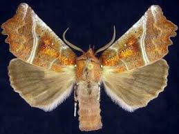 Attēlu rezultāti vaicājumam “Scoliopteryx libatrix”