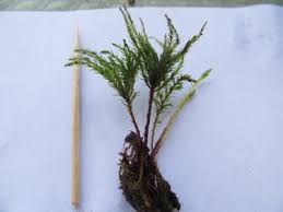 Attēlu rezultāti vaicājumam “Rhytidiadelphus subpinnatus sporophyte”