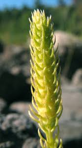 Attēlu rezultāti vaicājumam “Lycopodiella inundata”