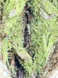 Attēlu rezultāti vaicājumam “Chaenotheca furfuracea”