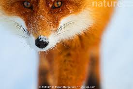 Attēlu rezultāti vaicājumam “Vulpes vulpes”