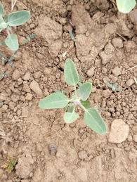 Image result for Chenopodium album
