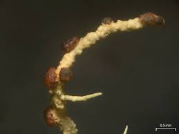 Attēlu rezultāti vaicājumam “Biatoropsis usnearum”