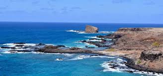 Attēlu rezultāti vaicājumam “Aranei exuvia”