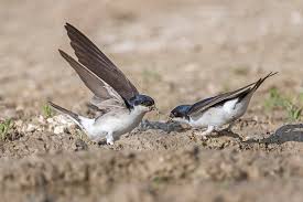 Attēlu rezultāti vaicājumam “Delichon urbicum”