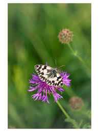 Attēlu rezultāti vaicājumam “Heteropterus morpheus underside”