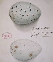 Attēlu rezultāti vaicājumam “Grus grus eggs”