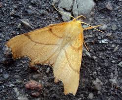 Attēlu rezultāti vaicājumam “Ennomos erosaria”