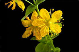 Attēlu rezultāti vaicājumam “Hypericum maculatum flower”