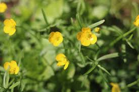 Attēlu rezultāti vaicājumam “Ranunculus auricomus”