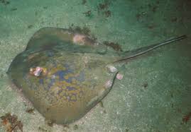Image result for Dasyatis chrysonota