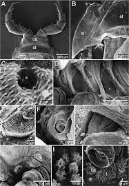 Attēlu rezultāti vaicājumam “Polyzonium germanicum”
