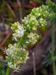 Attēlu rezultāti vaicājumam “Galium album bud”