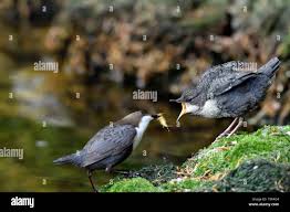 Attēlu rezultāti vaicājumam “Cinclus cinclus adult”