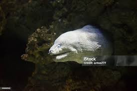 Image result for Muraena helena