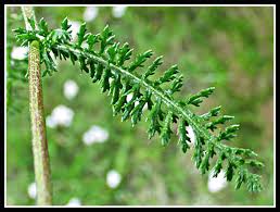 Attēlu rezultāti vaicājumam “Achillea millefolium leaf”