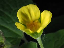 Attēlu rezultāti vaicājumam “Aristolochiaceae”