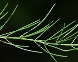 Attēlu rezultāti vaicājumam “Asparagus officinalis leaf”