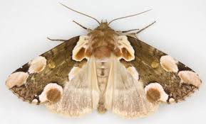 Attēlu rezultāti vaicājumam “Thyatira batis”