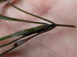 Attēlu rezultāti vaicājumam “Potamogeton compressus”