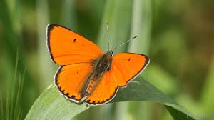 Attēlu rezultāti vaicājumam “Lycaeniinae”