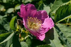 Attēlu rezultāti vaicājumam “Rosa glabrifolia”