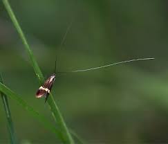 Attēlu rezultāti vaicājumam “Adelidae”