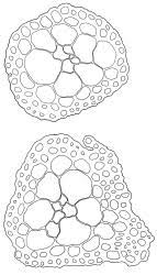 Attēlu rezultāti vaicājumam “Gymnostomum calcareum”