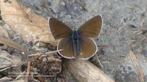 Attēlu rezultāti vaicājumam “Cyaniris semiargus female”
