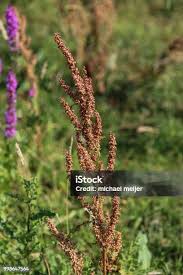 Attēlu rezultāti vaicājumam “Rumex obtusifolius flower”