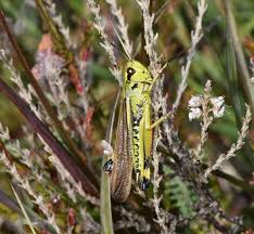 Attēlu rezultāti vaicājumam “Stethophyma grossum”