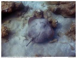 Image result for Himantura uarnak