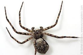 Attēlu rezultāti vaicājumam “Philodromus margaritatus”