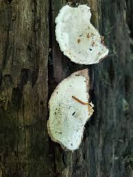 Attēlu rezultāti vaicājumam “Sarcoporia polyspora”