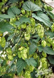 Attēlu rezultāti vaicājumam “Humulus lupulus”
