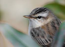 Attēlu rezultāti vaicājumam “Acrocephalus schoenobaenus”